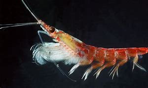 Image result for Krill School