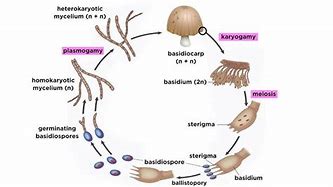 Image result for Phylum Chytridiomycota