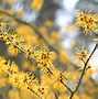 Image result for Shrubs with Yellow Flowers and Brown Leaves