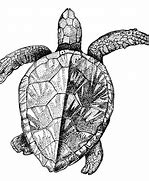 Image result for Pencil Drawings of Sea Animals