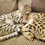 Image result for The Savannah Cat