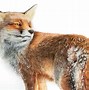 Image result for Realistic Cartoon Fox