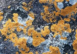 Image result for Fungus Texture