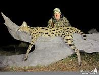 Image result for Serval Cat Africa