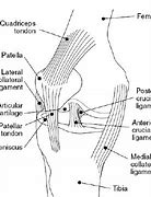 Image result for Lateral View of Knee Joint