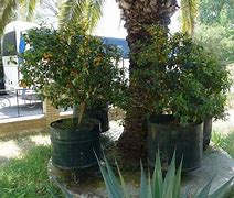 Image result for Kumquat Fruit Tree Fertilizer