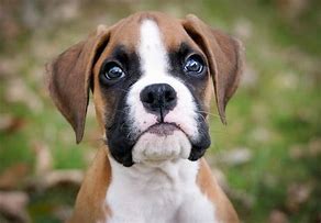 Image result for AKC Boxer Puppies