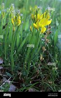 Image result for Genista Sagittalis