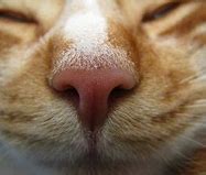 Image result for Cat Nose Shape