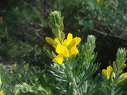 Image result for Flax Leaved Broom