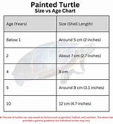 Image result for Turtle Age Chart