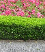 Image result for Planting Shrubs