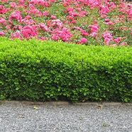 Image result for Shrubs Plant