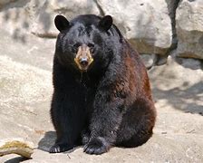 Image result for America Bear