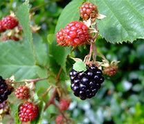 Image result for Growing Blackberries in Wisconsin