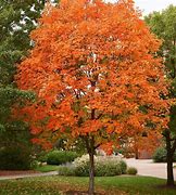 Image result for Sugar Maple Tree Winter