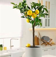 Image result for Mini Lemon Tree Indoor