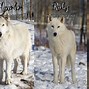 Image result for HDT Wolf