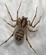 Image result for Mojave Desert Spiders