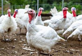 Image result for Turkey Farming Basics