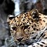 Image result for Mutant Cheetah