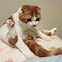 Image result for Scottish Fold Munchkin