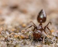 Image result for Ant Enclosure