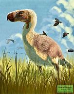 Image result for Titanis Walleri Prehistoric Fauna