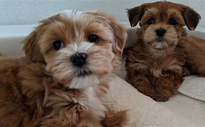 Image result for AKC Havanese Puppies