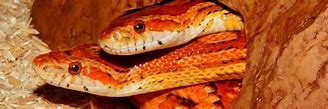 Image result for Biggest Corn Snake