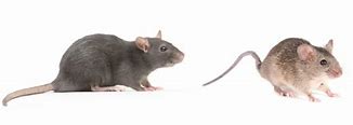 Image result for Mause Vs. Rat