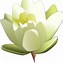 Image result for Lotus Clip Art