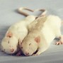 Image result for Fancy Rat