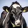 Image result for Cow JPEG