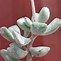 Image result for Adromischus Cactus