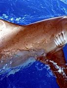 Image result for Dusky Shark