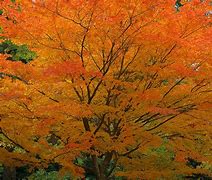 Image result for Fire Maple Tree