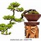 Image result for Bonsai Pine Tree