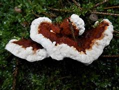 Image result for White Root Rot