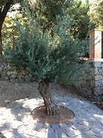 Image result for Mission Olive Tree