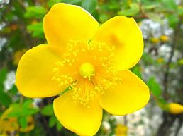 Image result for New Zealand Summer Flowers