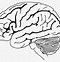 Image result for Data-Driven Brain Clip Art