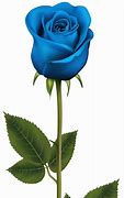 Image result for Blue Rose Flower Field