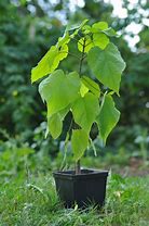 Image result for Greenheart Tree Leaf