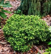 Image result for Dwarf Yellow Shrubs