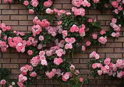 Image result for Pink Long Flowers