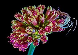 Image result for Shams Flowers