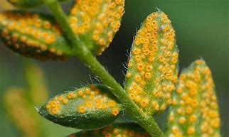 Image result for Rust Fungus