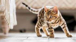 Image result for Tabby Cat Kitten