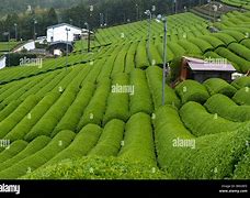 Image result for Tea Plantations Japan